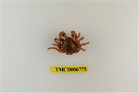 藏品(短指和尚蟹)的圖片